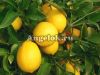 фото Лимон (Citrus limon) от магазина магазина орхидей Ангелок