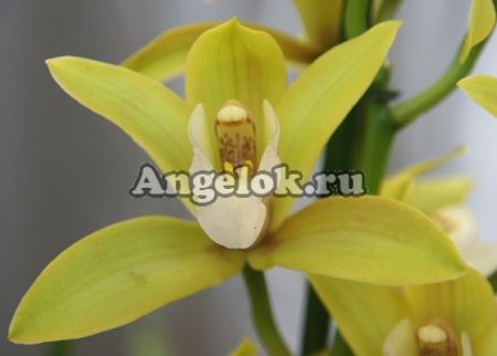 фото Цимбидиум (Cymbidium) c-07 от магазина магазина орхидей Ангелок