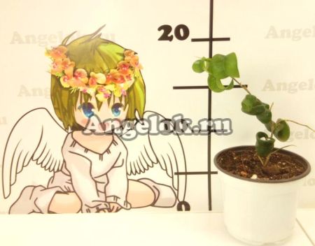 фото Фикус Бенджамина (F.benjamina 'Barok') Барок от магазина магазина орхидей Ангелок