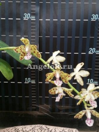 фото Седирея японская (Sedirea japonica × Vandopsis parishii) Тайвань от магазина магазина орхидей Ангелок