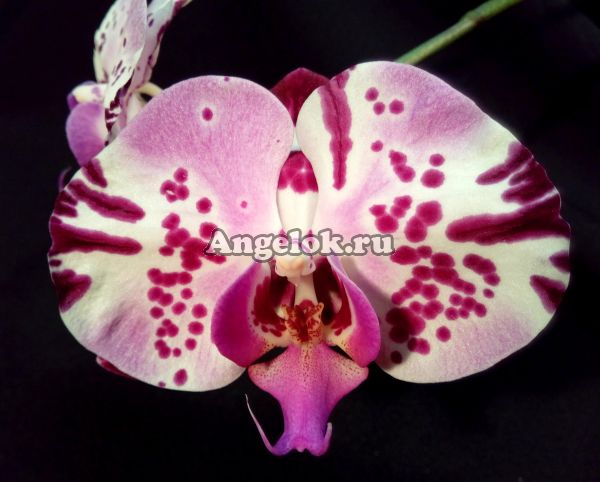 фото Фаленопсис (Phalaenopsis Brazil 'LS475') от магазина магазина орхидей Ангелок