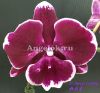 фото Фаленопсис Биг Лип (P. Sweet Candy) Тайвань от магазина магазина орхидей Ангелок
