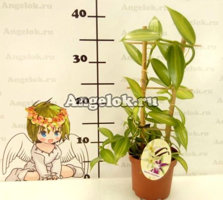 Ваниль плосколистная (Vanilla planifolia)