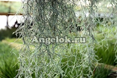 фото Тилландсия уснеевидная (Tillandsia usneoides) от магазина магазина орхидей Ангелок