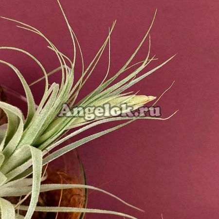 фото Тилландсия (Tillandsia gardneri) от магазина магазина орхидей Ангелок