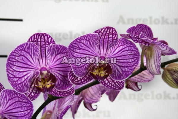 фото Фаленопсис (Phalaenopsis ) ph-86 от магазина магазина орхидей Ангелок