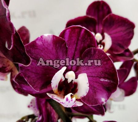 фото Фаленопсис Каода Нью (Phalaenopsis Kaoda new) от магазина магазина орхидей Ангелок