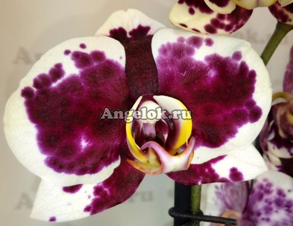 фото Фаленопсис (Phalaenopsis ) ph-89 от магазина магазина орхидей Ангелок