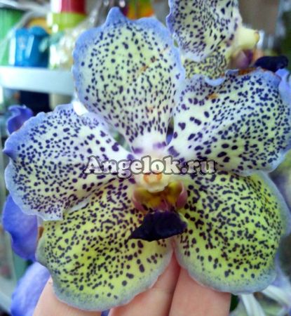 фото Ванда (Vanda Sunanda Moonlight Blue) пятнистая от магазина магазина орхидей Ангелок
