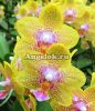 фото Фаленопсис (Phalaenopsis Nobby's Pumpkin) Тайвань от магазина магазина орхидей Ангелок