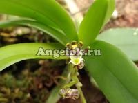 фото Гастрохилус (Gastrochilus platycalcaratus) от магазина магазина орхидей Ангелок