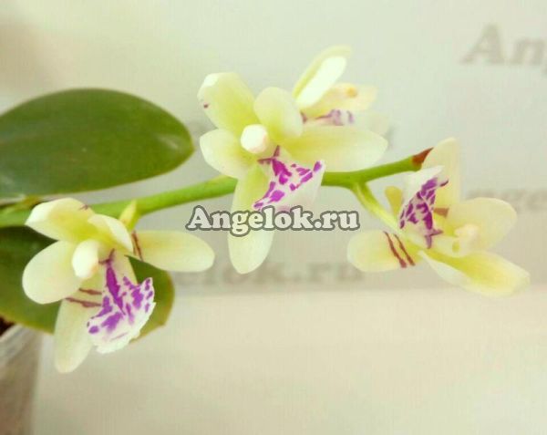 фото Седирея японская (Sedirea japonica) от магазина магазина орхидей Ангелок