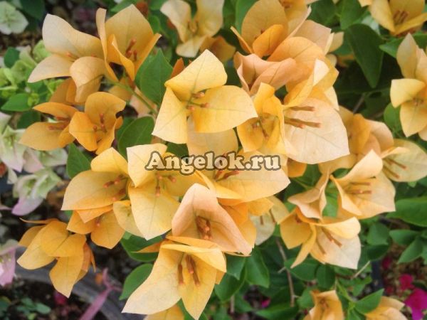 фото Бугенвиллия желтая (Bougainvillea California Gold) черенок от магазина магазина орхидей Ангелок