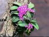 фото Шенорхис душистый (Schoenorchis fragrans) от магазина магазина орхидей Ангелок