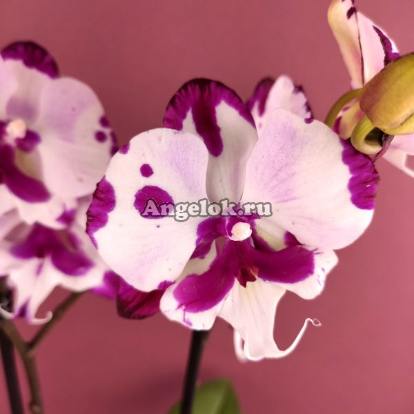 фото Фаленопсис Биг Лип (Phalaenopsis King Car Dalmatian) от магазина магазина орхидей Ангелок