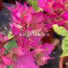 Бугенвиллия (Bougainvillea Double Pink) черенок