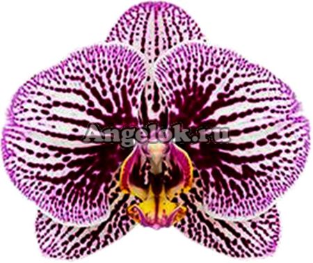 фото Фаленопсис детка (Phalaenopsis Black Stripes) от магазина магазина орхидей Ангелок
