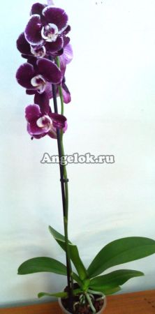 фото Фаленопсис (Phalaenopsis ) ph-29 от магазина магазина орхидей Ангелок