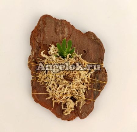 фото Орнитоцефалус (Ornithocephalus gladiatus) от магазина магазина орхидей Ангелок