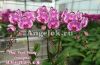 фото Фаленопсис вариегатный (Phalaenopsis Pearl Beauty) Тайвань от магазина магазина орхидей Ангелок