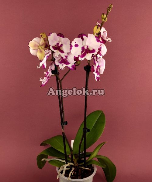 фото Фаленопсис Биг Лип (Phalaenopsis King Car Dalmatian) от магазина магазина орхидей Ангелок
