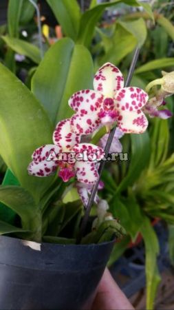фото Седирея японская ((Sedirea japonica × Vandopsis parishii) × Rhy.gigiantea) Тайвань от магазина магазина орхидей Ангелок