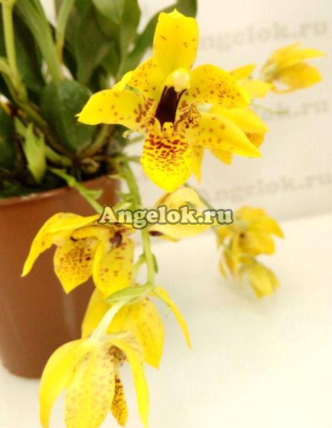 фото Променея (Promenaea Meadow Gold) от магазина магазина орхидей Ангелок