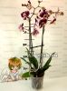 Фаленопсис (Phalaenopsis ) ph-89