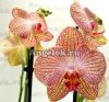 фото Фаленопсис Равелло (Phalaenopsis Ravello) от магазина магазина орхидей Ангелок