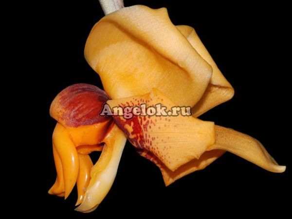 фото Стангопея (Stanhopea connata) от магазина магазина орхидей Ангелок