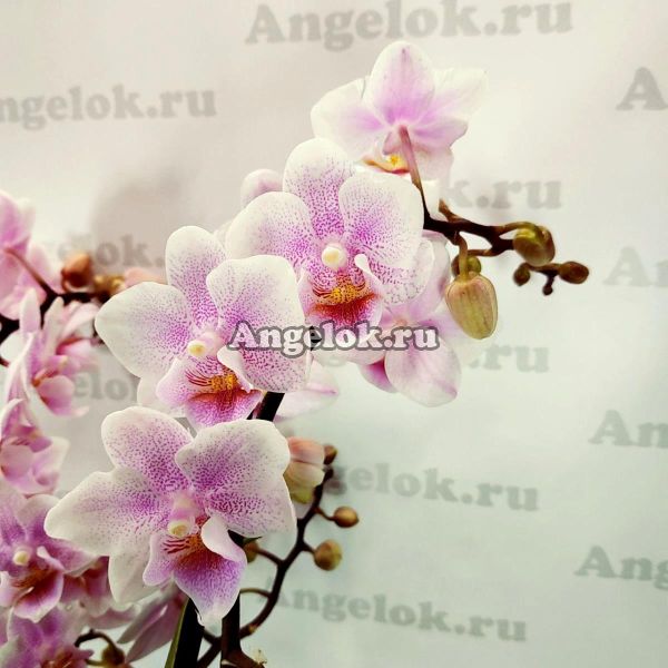 фото Фаленопсис Зефирка (Phalaenopsis Marshmallow) от магазина магазина орхидей Ангелок