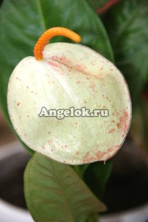 фото Антуриум Шерцера (Anthurium scherzerianum) 02 белый от магазина магазина орхидей Ангелок