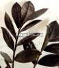 фото Замиокулькас черный (Zamioculcas Zamiifolia Black Leaf) от магазина магазина орхидей Ангелок