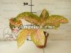 Аглаонема (Aglaonema Lovely Pink)