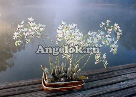 фото Каланта (Calanthe vestitas) от магазина магазина орхидей Ангелок