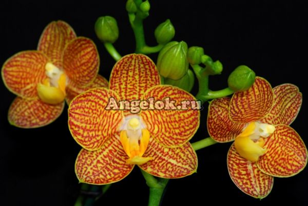 фото Фаленопсис Литл Зорро (Phalaenopsis Little Zorro) от магазина магазина орхидей Ангелок