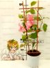 Бугенвиллия розовая (Bougainvillea Donya)