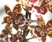 фото Камбрия тигровая (Colmanara Wildcat Carmela) от магазина магазина орхидей Ангелок