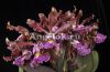 фото Каттлея Шиллера (Cattleya schilleriana) детка от магазина магазина орхидей Ангелок