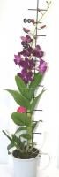 Дендробиум фаленопсис (Dendrobium Purple Happiness) 2
