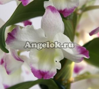 фото Дендробиум нобиле детка (D.nobile) d-16 от магазина магазина орхидей Ангелок