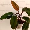 фото Филодендрон Красный Изумруд (Philodendron Red Emerald) от магазина магазина орхидей Ангелок