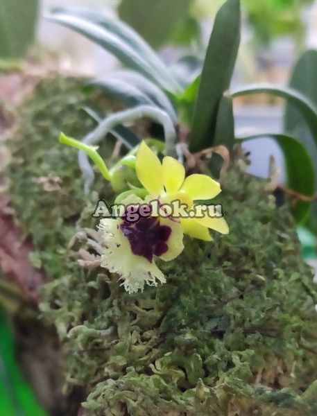 фото Хараелла (Haraella retrocalla) от магазина магазина орхидей Ангелок