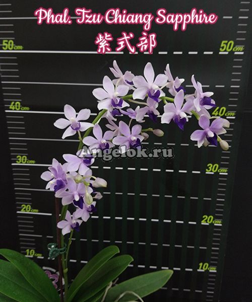 фото Фаленопсис Сапфир (Phalaenopsis Tzu Chiang Sapphire) Тайвань от магазина магазина орхидей Ангелок