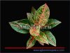 фото Аглаонема (Aglaonema Happyness) от магазина магазина орхидей Ангелок