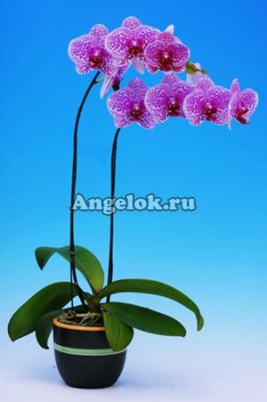 фото Фаленопсис (Dtps.I-Hsin Sun Beauty) Тайвань от магазина магазина орхидей Ангелок