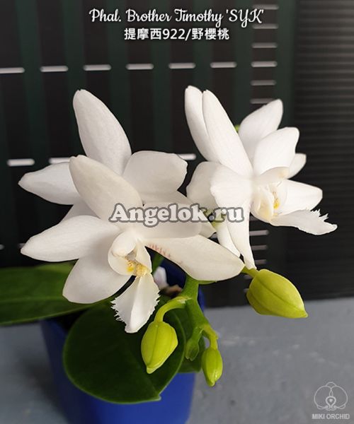 фото Фаленопсис детка (Phalaenopsis Brother Timothy 'SYK') Тайвань от магазина магазина орхидей Ангелок