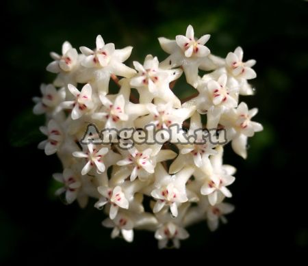 фото Хойя Эллиптика (Hoya elliptica) черенок от магазина магазина орхидей Ангелок