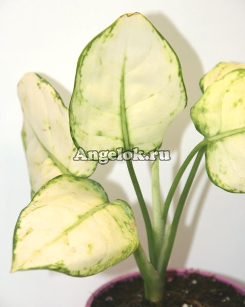 фото Аглаонема (Aglaonema White pearl) от магазина магазина орхидей Ангелок