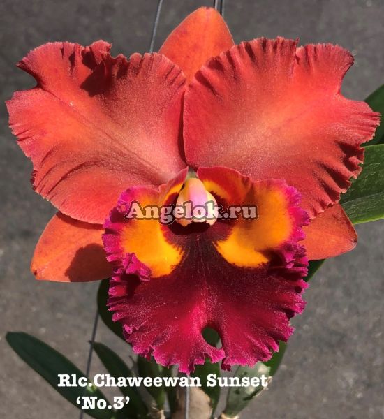 фото Каттлея (Rlc.Chaweewan Sunser 'No.3') от магазина магазина орхидей Ангелок